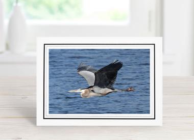 Great Blue Heron in Flight