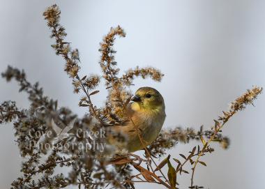 Original photography of an American goldfinch on a 5" x 7" giclee print wall art offered at Cove Creek Photography