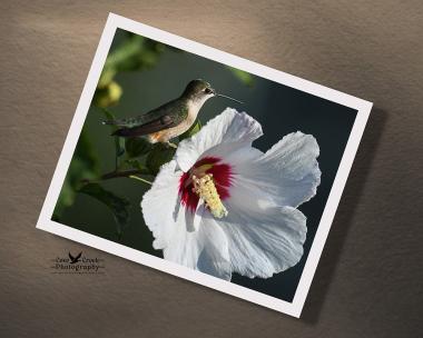 A giclee art print with a hummingbird perched next to a white hibiscus flower at covecreekphotography.com.