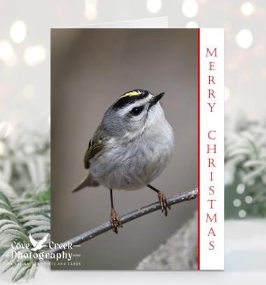 Merry Christmas boxed card set featuring bird photography of a golden-crowned kinglet.  The cards are available at Cove Creek Photography.
