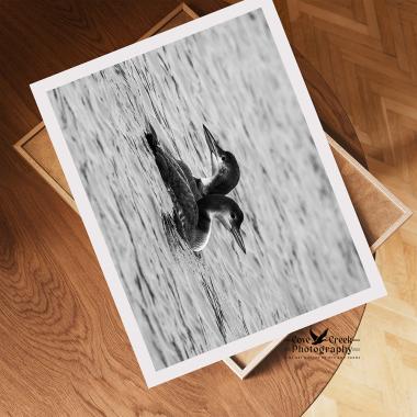 Black and white Giclee print of two common loons swimming as one at covecreekphotography.com.
