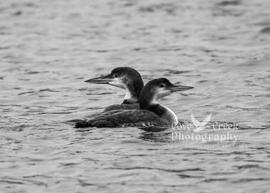 A black and white giclee print of a male and a female loon offered at Cove Creek Photography.