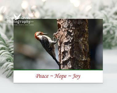 Nature photography Christmas cards featuring a woodpecker and nestling that are available at Cove Creek Photography.