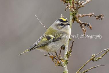 Golden-crowned Kinglet