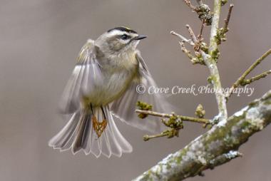 Golden-Crowned Kinglet in Kentucky