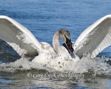 Trumpeter Swan Print