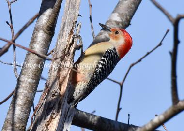 Nature Inspired Wall Art: Red-bellied Woodpecker