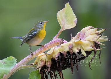 A nature photography giclée print of a northern parula perched on a fading sunflower.  The print is offered exclusively at www.covecreekphotography.com.
