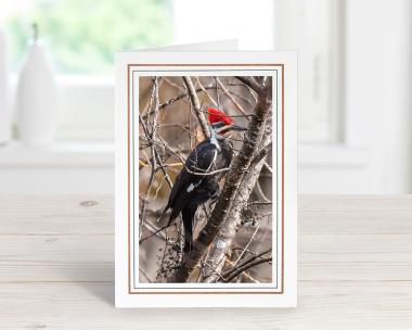 Pileated Woodpecker Greeting Card
