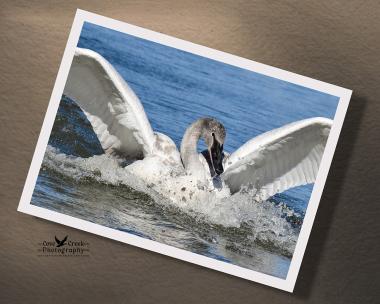 A giclee print of a full frame image of a trumpeter swan splashing down in a lake available at covecreekphotography.com.
