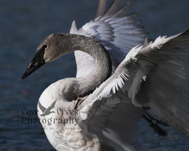 An 8" x 10" giclée print of a trumpeter swan cygnet at twilight available at Cove Creek Photography.