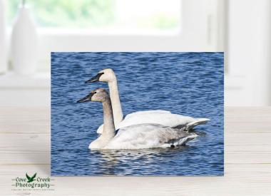 Trumpeter Swan and Cygnet
