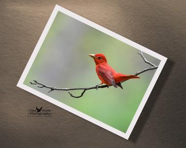 Minimalist 5" x 7" giclee wall art of a red summer tanager perched on a tree branch at covecreekphotography.com.