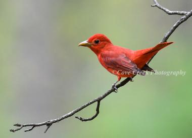 Male Summer Tanager Minimalist Nature Open Edition Print