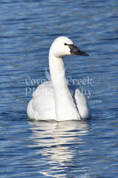 A 5 x 7 glossy print of a tundra swan on blue waters offered at www.covecreekphotography.com