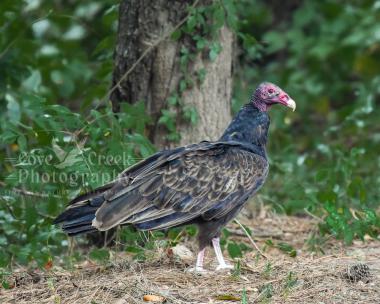An image of a turkey vulture, Carthartes aura, offered as a limited edition giclee print by Cove Creek Photography.