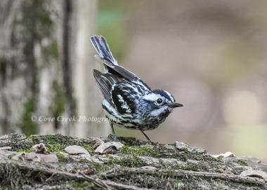 Black and White Warbler Fledgling