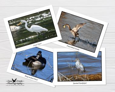 Water birds and shore birds blank 5 x 7 notecards with nature photography of a great egret, ring-necked duck, pied-billed grebe,and spotted sandpiper.