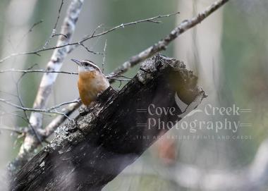 A nature photography giclée print of a Carolina wren in a riparian forest.  The original photography print is available exclusively at Cove Creek Photoraphy. 
