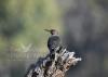 A 14" x 10" giclée print of a yellow-shafted northern flicker resting on a tree stump.  The image was photographed in Arkansas and is available at Cove Creek Photography.